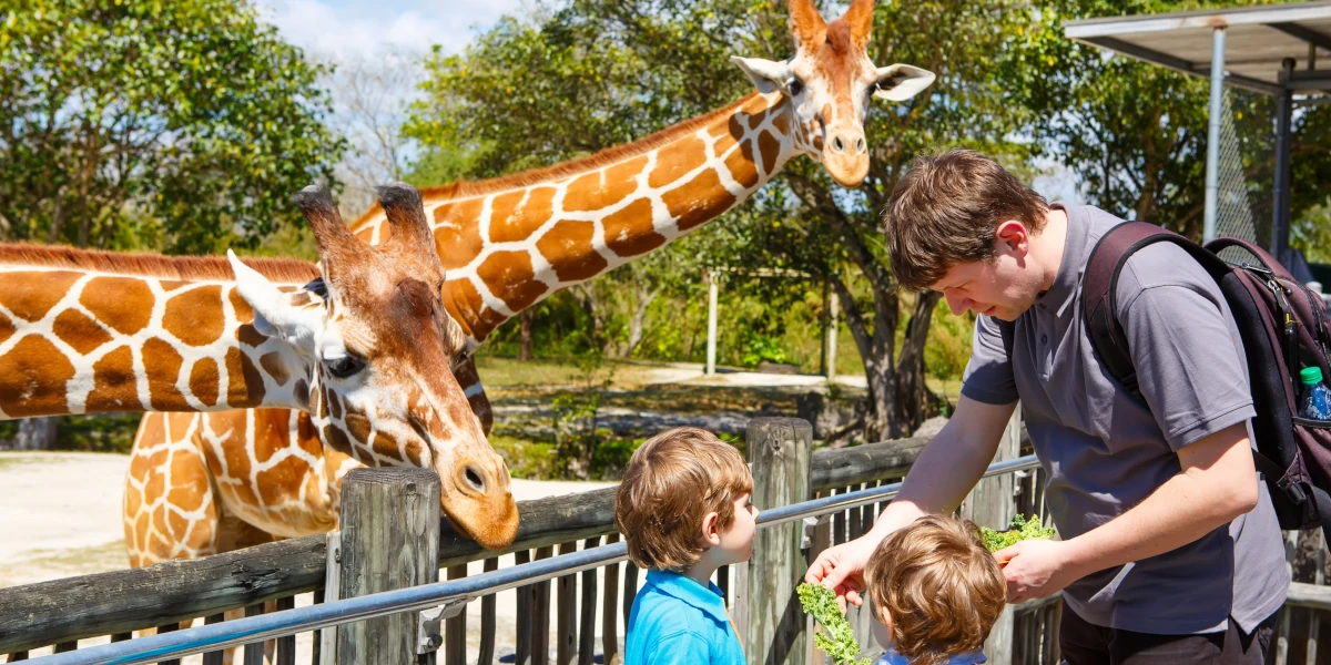 zoo attractions naples and fort myers zoo attractions naples and fort myers